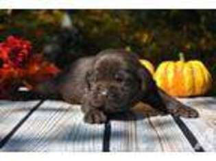 Labrador Retriever Puppy for sale in BEAVER SPRINGS, PA, USA
