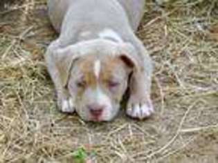 Mutt Puppy for sale in Science Hill, KY, USA