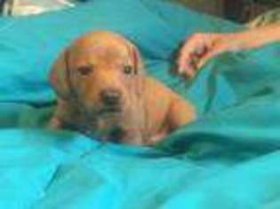 Dachshund Puppy for sale in Erie, PA, USA