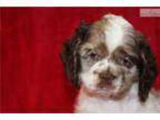 Cocker Spaniel Puppy for sale in Tyler, TX, USA
