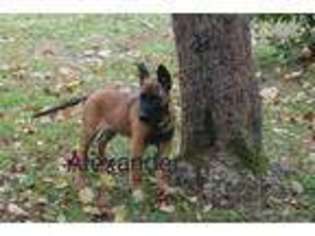 Belgian Malinois Puppy for sale in Clare, MI, USA