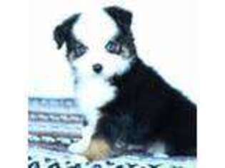 Miniature Australian Shepherd Puppy for sale in Ellsinore, MO, USA