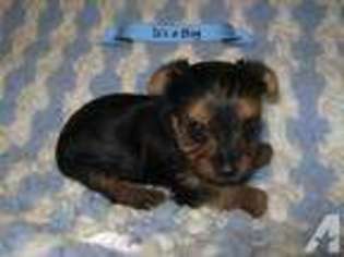 American Bulldog Puppy for sale in RICHMOND, VA, USA