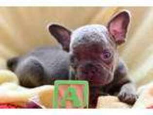 French Bulldog Puppy for sale in Prattville, AL, USA