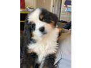 Bernese Mountain Dog Puppy for sale in Seymour, TN, USA