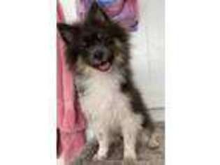 Pomeranian Puppy for sale in Lake Isabella, CA, USA