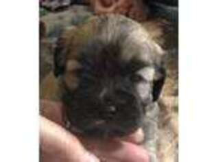 Shih-Poo Puppy for sale in Palm Coast, FL, USA