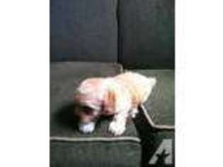 Mutt Puppy for sale in ALVIN, TX, USA