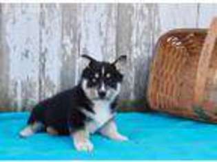 Alaskan Malamute Puppy for sale in New Providence, PA, USA