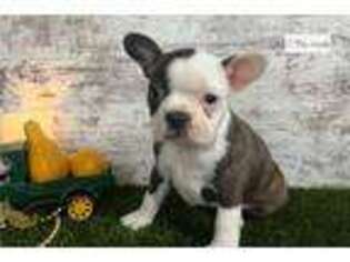 Boston Terrier Puppy for sale in South Bend, IN, USA