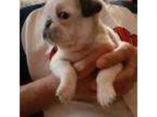 Pug Puppy for sale in Girard, OH, USA