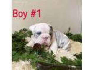 Bulldog Puppy for sale in Paradise, TX, USA