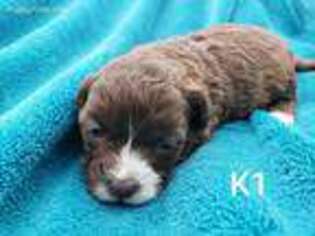 Shih-Poo Puppy for sale in West Columbia, SC, USA