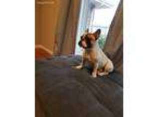 French Bulldog Puppy for sale in Maryland Heights, MO, USA