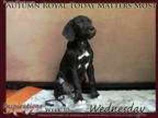 Great Dane Puppy for sale in Springwater, NY, USA