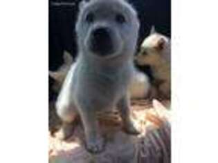 Siberian Husky Puppy for sale in Newnan, GA, USA