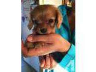 Cavalier King Charles Spaniel Puppy for sale in MALIN, OR, USA