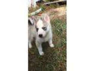 Siberian Husky Puppy for sale in Glen Burnie, MD, USA