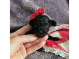 Mutt Puppy for sale in Spanish Fork, UT, USA