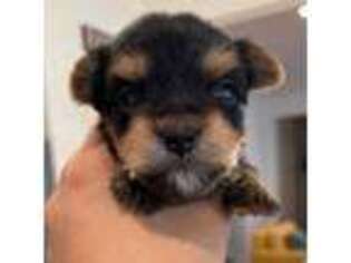 Yorkshire Terrier Puppy for sale in Goshen, NY, USA