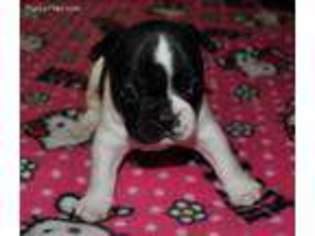 French Bulldog Puppy for sale in Sparks, NV, USA