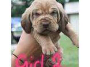 Bloodhound Puppy for sale in Marthasville, MO, USA