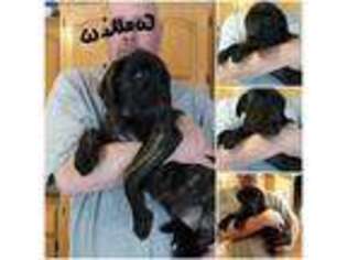 Mastiff Puppy for sale in Andover, MN, USA