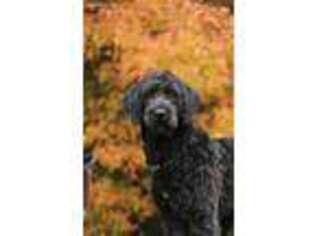 Labradoodle Puppy for sale in Grove City, MN, USA