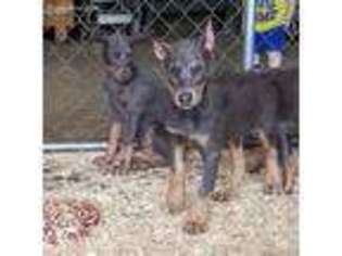 Doberman Pinscher Puppy for sale in North Judson, IN, USA
