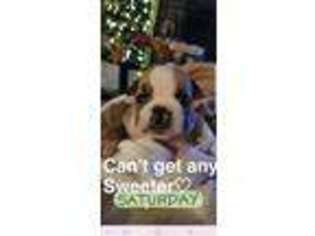 Bulldog Puppy for sale in New Tazewell, TN, USA