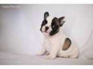 French Bulldog Puppy for sale in Gaithersburg, MD, USA