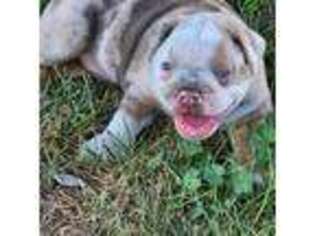 Olde English Bulldogge Puppy for sale in Good Hope, IL, USA