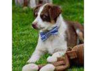Australian Shepherd Puppy for sale in Prineville, OR, USA