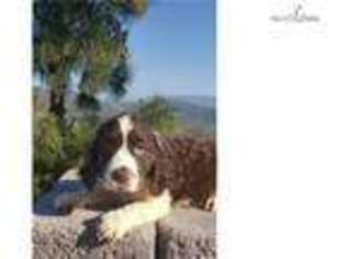 English Springer Spaniel Puppy for sale in San Diego, CA, USA