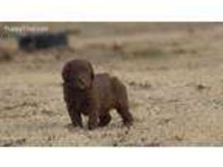 Labradoodle Puppy for sale in Hillsboro, KS, USA