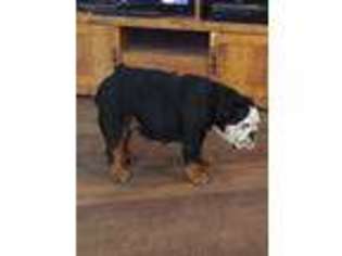 Bulldog Puppy for sale in Mclean, TX, USA