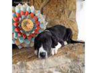 Great Dane Puppy for sale in Lucasville, OH, USA