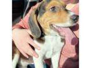 Beagle Puppy for sale in Bristow, OK, USA