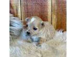 Mutt Puppy for sale in Mammoth Spring, AR, USA