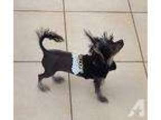 Chinese Crested Puppy for sale in RANCHO SANTA FE, CA, USA