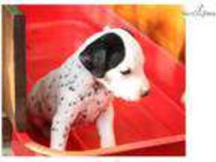 Dalmatian Puppy for sale in Lancaster, PA, USA