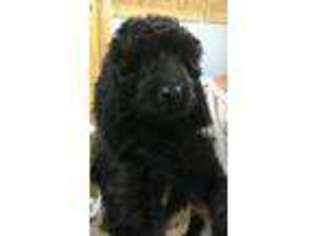 Goldendoodle Puppy for sale in Sparta, NC, USA