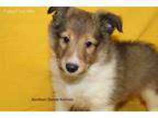 Shetland Sheepdog Puppy for sale in Lexington, NC, USA