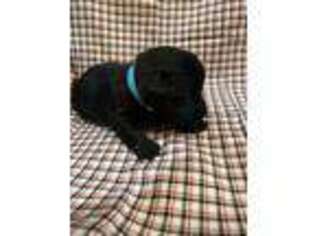 Scottish Terrier Puppy for sale in Alba, TX, USA