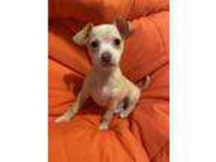 Chihuahua Puppy for sale in Newark, NJ, USA