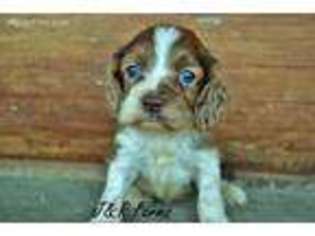 Cocker Spaniel Puppy for sale in Conway, MO, USA