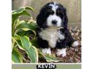 Mutt Puppy for sale in Cyrus, MN, USA