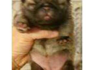 Pug Puppy for sale in Chiefland, FL, USA