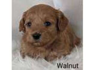 Goldendoodle Puppy for sale in Buckingham, IL, USA