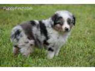 Miniature Australian Shepherd Puppy for sale in Marshfield, MO, USA